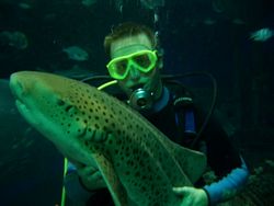 Leopard Shark