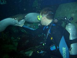 Eagle Ray