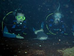 Whitetip Reefshark